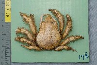 藏品(扁足蜘蛛蟹)的圖片